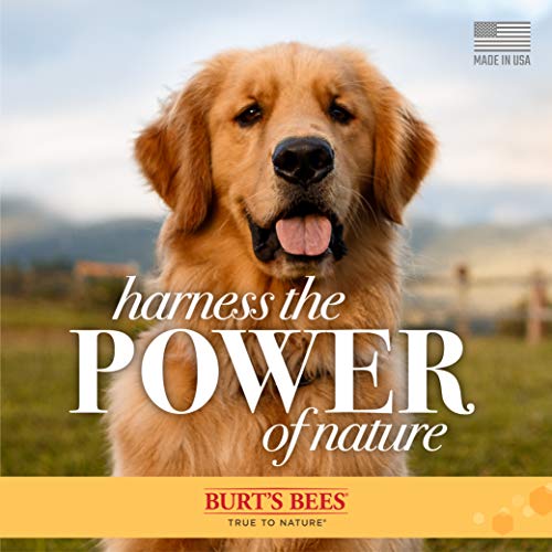 Burt's Bees for Pets Calming Dog Shampoo with Lavender and Green Tea, 95% Natural Origin Formulas, Soothing Canine Cleanser - Gentle Wash, 16 oz
