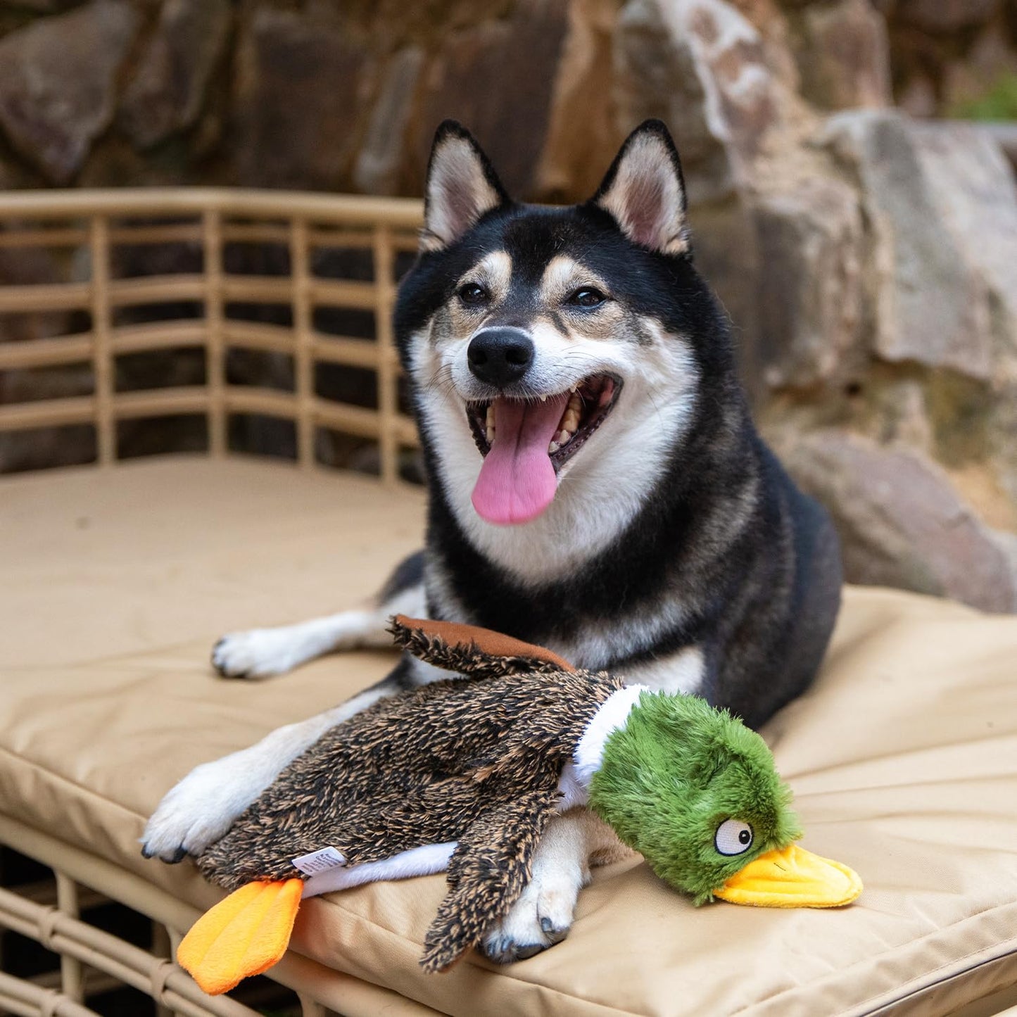Best Pet Supplies 2-in-1 Stuffless Squeaky Dog Toys with Soft, Durable Fabric for Small, Medium, and Large Pets, No Stuffing for Indoor Play, Supports Active Biting and Play - 1Wild Duck, Small