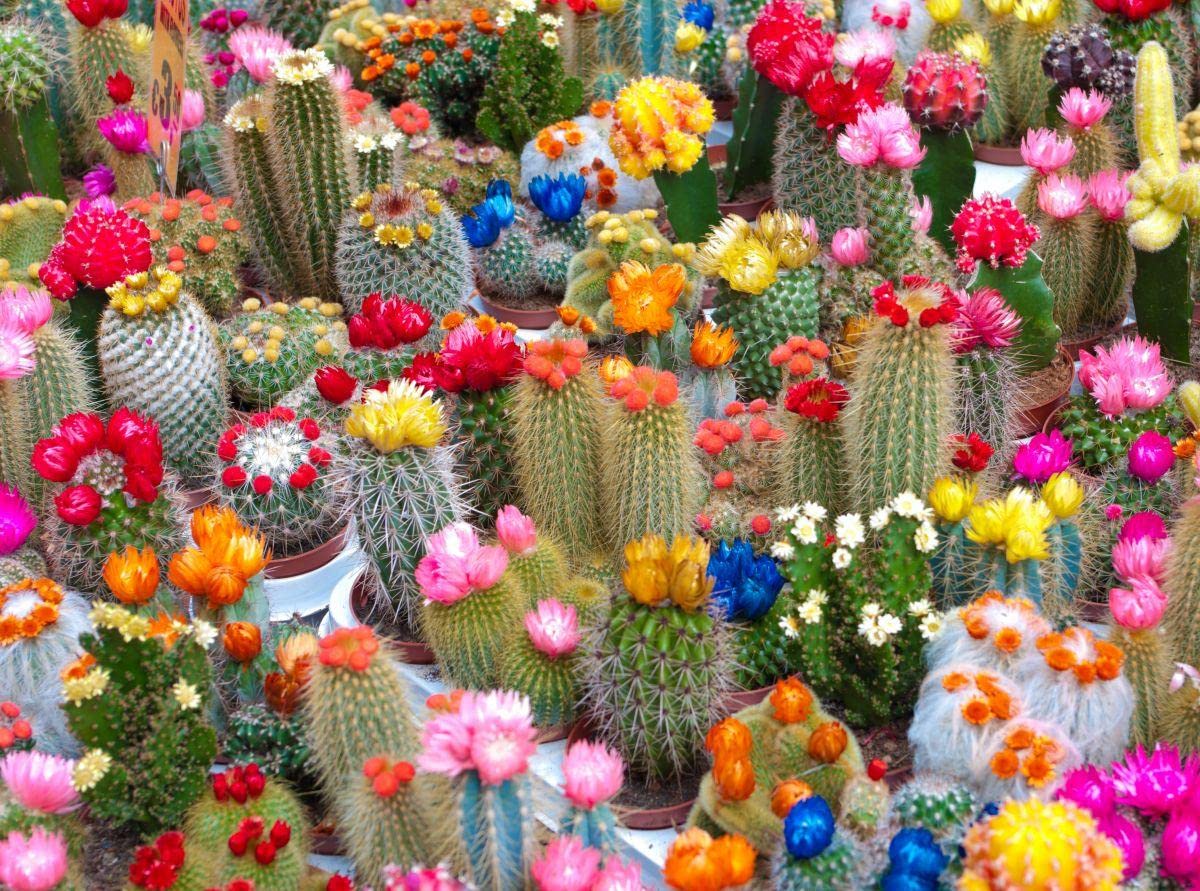 SeedsUP - 25+ Seeds Cactus Rare Succulents Cacti - Flower Mix