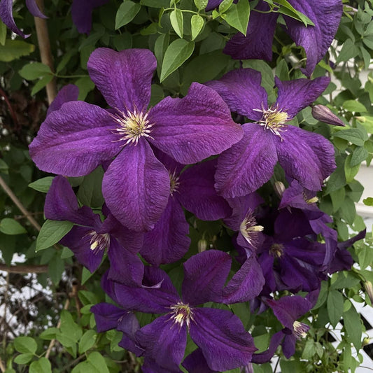 Clematis Jackmanii - Live Plant in a 3.5 Inch Growers Pot - Bold and Beautiful Starter Flowering Vine Ready for The Garden