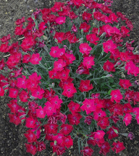 Live Plant from Green Promise Farms - Proven Winners, Dianthus Paint The Town Magenta Pinks, Bright Magenta Flowers - #1 Gallon Size Container