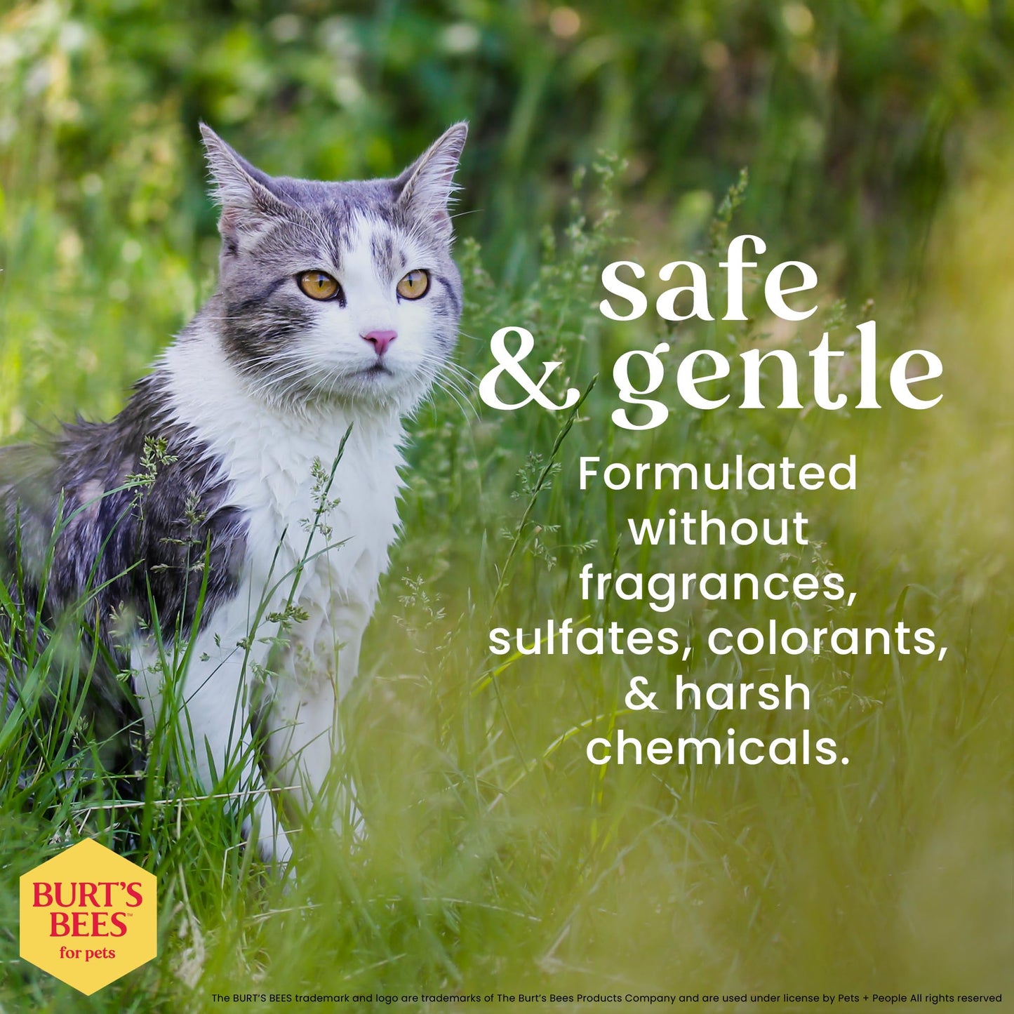 Burt's Bees for Pets Hypoallergenic Cat Shampoo with Shea Butter and Honey - A Gentle Kitten Shampoo for Indoor Cats with Dry & Itchy Skin, Sensitive Skin, Cat Bathing Supplies, 10 Fl Oz