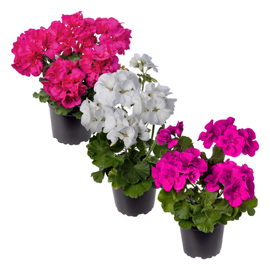 Live Flowering Zonal Geraniums - Grower's Choice Assorted Colors (3 Plants Per Pack) - Beautiful Spring Flowers - 12" Tall by 5" Wide in 1 Qt Pot