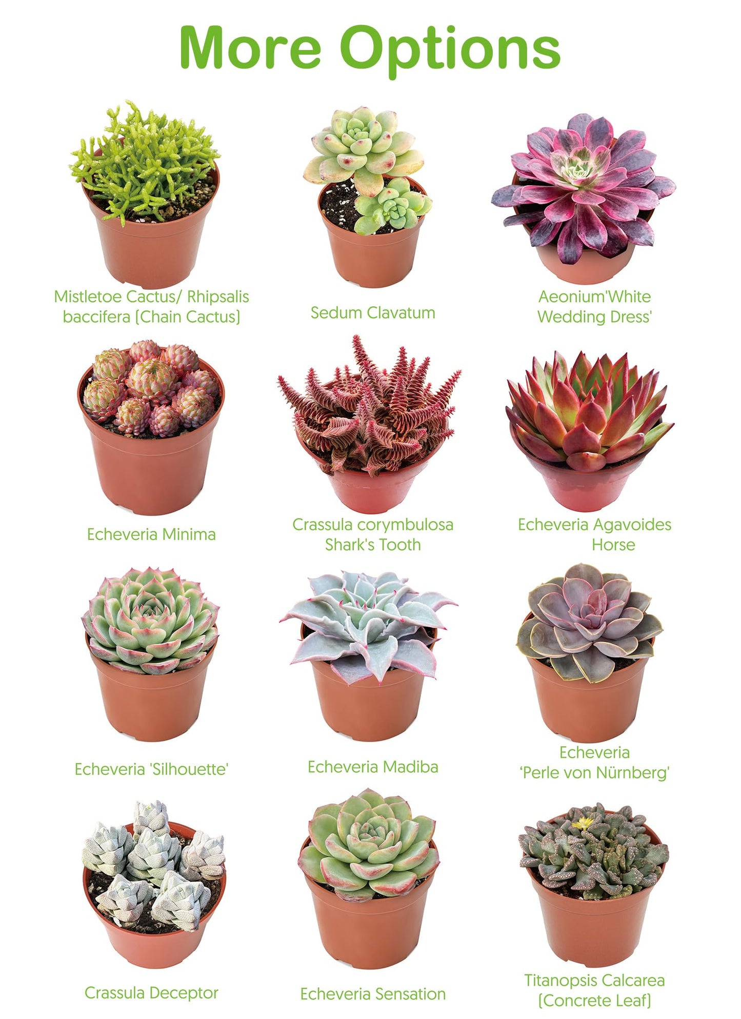 2" Live Succulent 'Baby Toes', Rare Succulent Plants Fully Rooted in Pots, Unique House Plant for DIY, Party Favor, Home Office Decoration