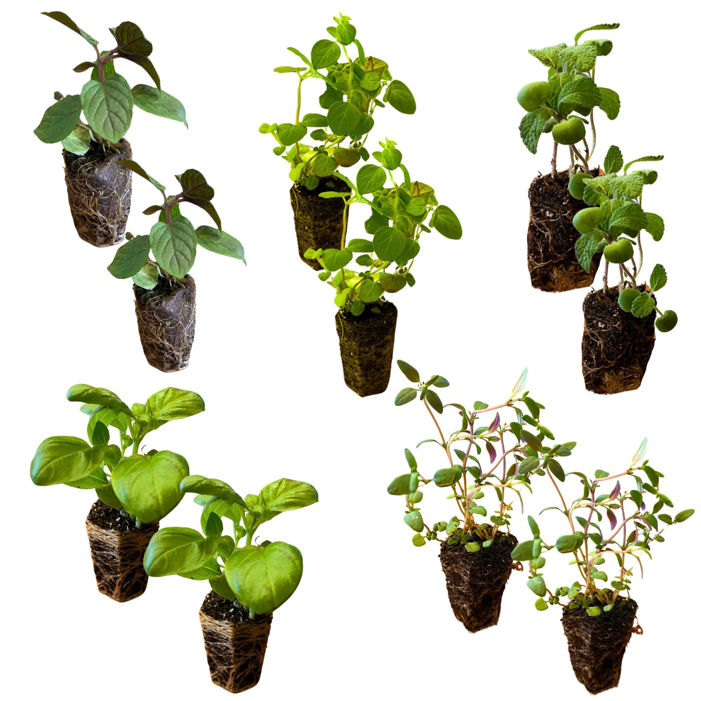 10-Pack Culinary Herb Garden Live Plants – Sweet Basil, Peppermint, Oregano, Sage, Thyme – 3” Plant Plugs for Indoor & Outdoor Growing – Window Sill, Garden, or Kitchen Planter Ready