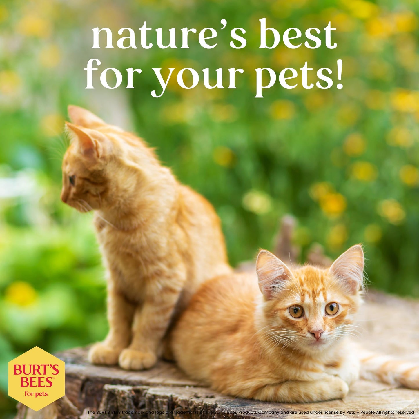 Burt's Bees for Pets Hypoallergenic Cat Shampoo with Shea Butter and Honey - A Gentle Kitten Shampoo for Indoor Cats with Dry & Itchy Skin, Sensitive Skin, Cat Bathing Supplies, 10 Fl Oz