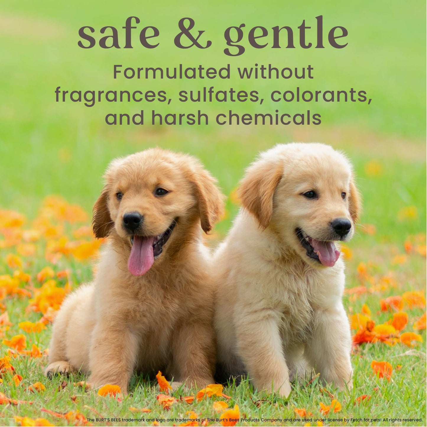 Burt's Bees for Pets Tear Free Puppy Shampoo and Conditioner - Tearless Dog Wash for Puppies, Pet Grooming Supplies, Gentle Dog Shampoo and Conditioner, Puppy Essentials for Easy Groom, 16 Fl Oz