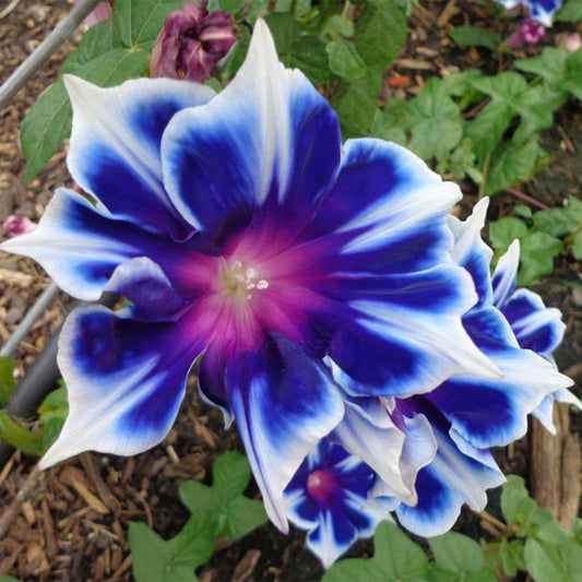 KVITER 100 Blue & White Morning Glory Seeds (Ipomoea) – Perennial Flower Seeds for Planting, Climbing Flowering Vines – Ideal Flower Seeds to Plant Outside & Inside in Containers, Trellises, Beds