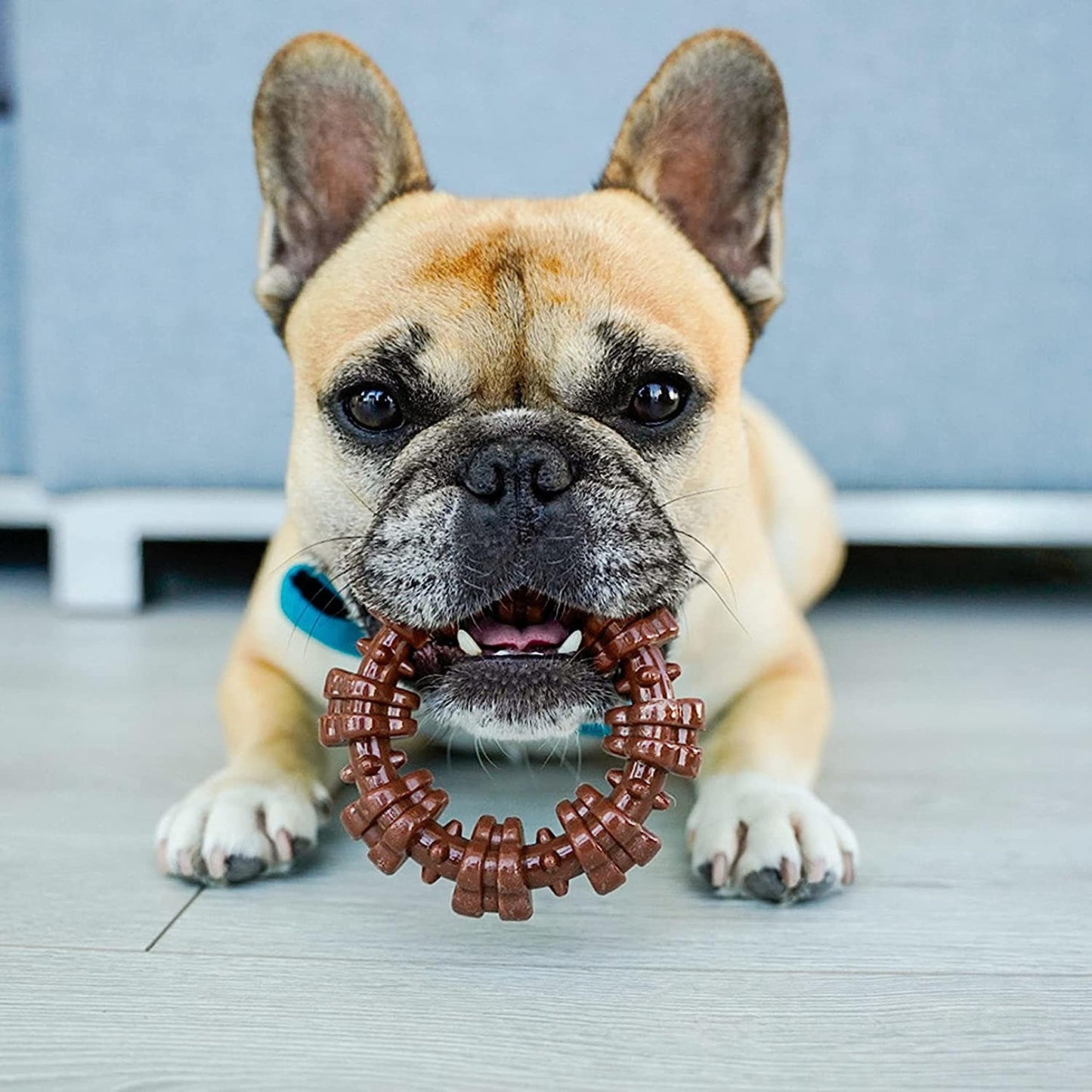 Nylabone Textured Ring Power Chew Toy for Small Dogs, Durable Dog Toys for Aggressive Chewers, Strong Dog Chew Bones To Keep Them Busy, Flavor Medley, Small - Up to 25 lbs, 1 Count
