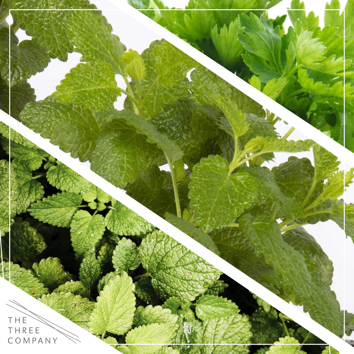 Live Aromatic and Edible Herb Assortment (Lemon Verbena, Eucalyptus, Mint, Lemon Balm, Other Assorted Herbs), 6 Plants Per Pack